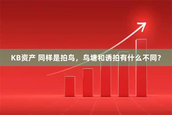 KB资产 同样是拍鸟，鸟塘和诱拍有什么不同？